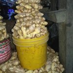 Ginger paint plastic