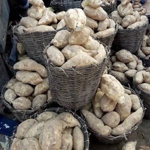 Sweet potatoes - Small Basket