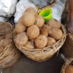 Coconut - Dozen (12 pcs)