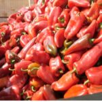 Tatashe Pepper - Basket