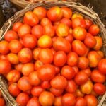 Tomatoes - Basket