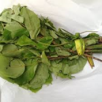 Oha Leaf- 1Bundle