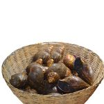 Snail- JUMBO- 5Pieces (Cleaned)