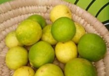 Lime - 1 Paint Bucket