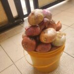 Onions - 1 Paint Bucket