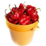 Rodo - Paint Bucket