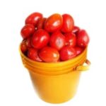 Tomatoes - Paint Bucket